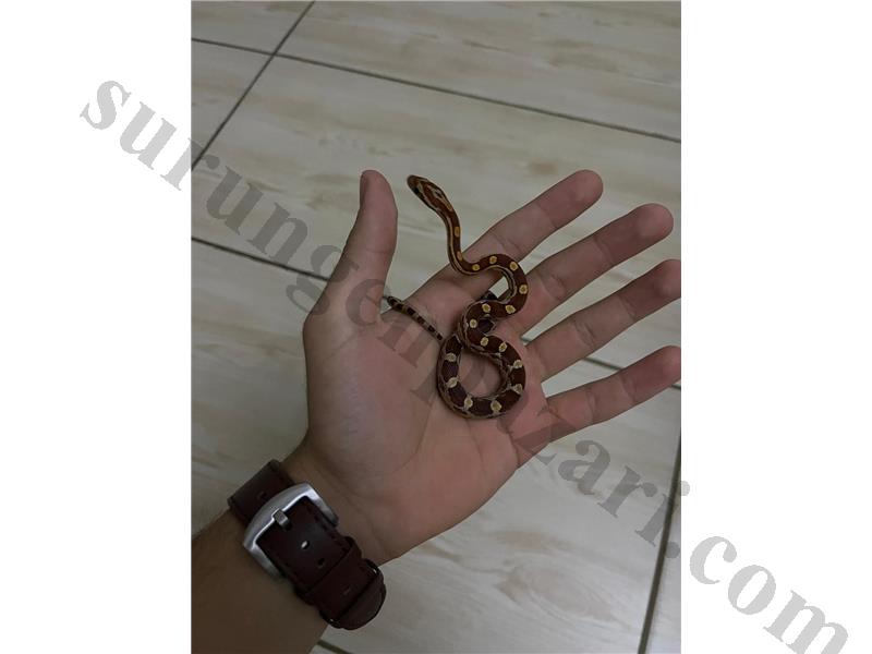 8 AYLIK CORN SNAKE - SAĞLIKLI